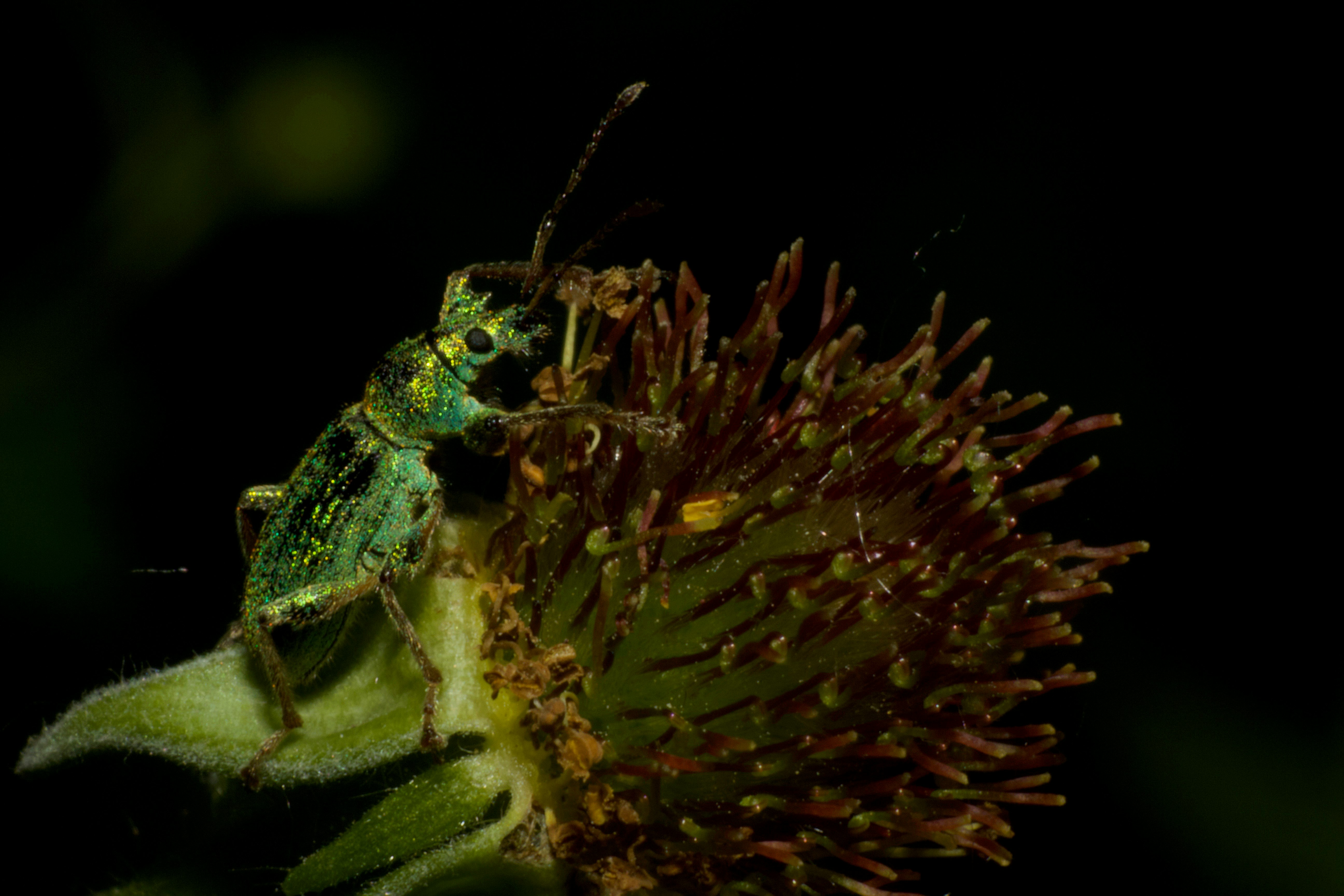 black and green fly